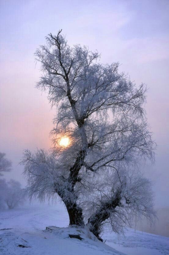 Natur, Winter,